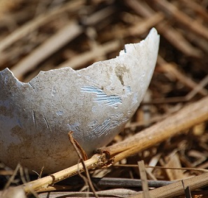 Credit - J A Soriano/Island Conservation