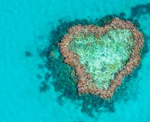 Reef credits scheme. Source - https://reneweconomy.com.au/