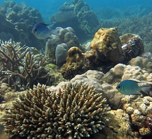 A recovering coral reef, Seychelles. Credit: Professor Nick Graham