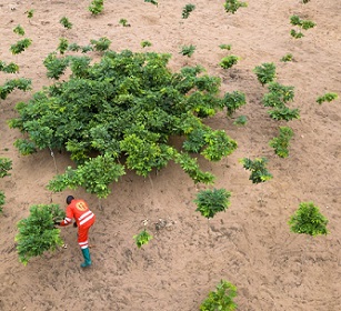 Growing afrormosia trees in the Democratic Republic of Congo. Research showing the potential for forests to lessen climate change has spurred a wave of tree-planting efforts around the world. (Image: Axel Fassio/CIFOR, CC BY-NC-ND 2.0)