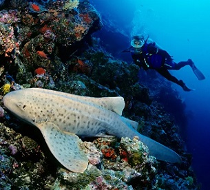 A zebra shark (Stegostoma tigrinum) off the Maldives in the Indian Ocean. A project to reintroduce this endangered species to West Papua begins in November. Photograph: imageBroker/Alamy