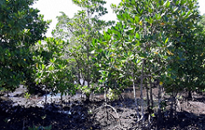 mangroves, Daolusu community, Malaita province. Solomon Islands