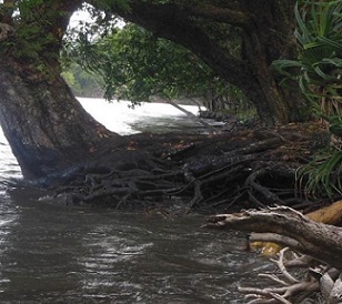 12,000 trees planted through VECO Coastal Rehabilitation Project. Credit - www.dailypost.vu