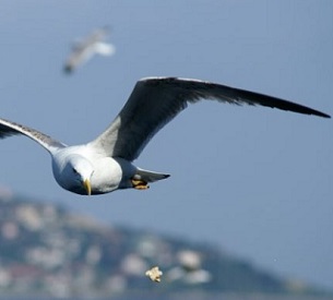 credit - www.openaccessgovernment.org