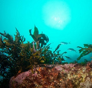 Regenerating Wellington's seaweed forests. Photo: NIWA/ Leigh Tait