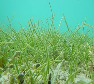 Credit: Fee Smulders and Marjolijn Christianen