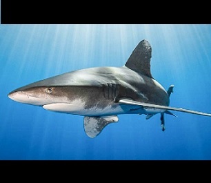 The oceanic whitetip shark (Carcharhinus longimanus) generally lives in the open ocean. Photo: Simon Lorenz/WWF-Hong Kong