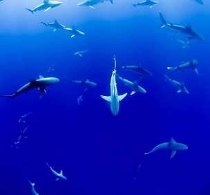 Monster shark movies harm shark conservation efforts. Credit - CC0 Public Domain