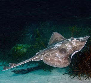 The Melbourne Skate is assessed as vulnerable in the Action Plan for Australian Sharks and Rays 2021. Credit: Ian Shaw