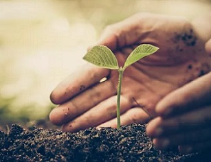 Back to the basics: Covid-19 pushes Pacific islands to take a harder look at sustainability development. Source - https://www.pacificislandtimes.com/ 