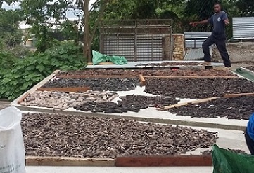 Fisheries: Beche-de-mer ban will not be lifted