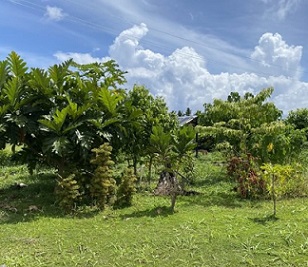 Medicinal plants being studies at the Scientific Research Organization of Samoa’s (SROS) medicinal garden. Image courtesy of Seeseei Molimau-Samasoni.