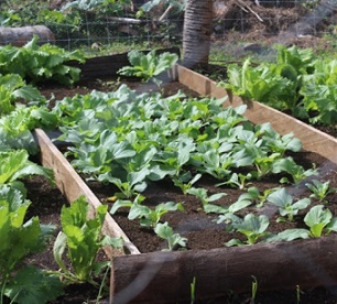 Established nurseries on South Pentecost, Vanuatu. Credit - https://dailypost.vu/