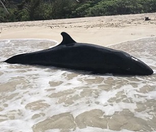 Small whale stranded in the Guam National Wildlife Refuge, Ritidian. Credit - Brent Tibbatts