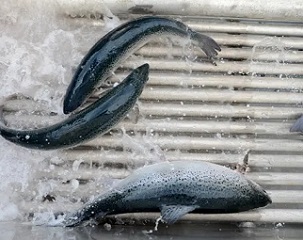 Some 50,000 fish rushed to freedom after a fire at Huon Aquaculture’s salmon farm in Tasmania on Monday. Photograph: Bloomberg via Getty Images