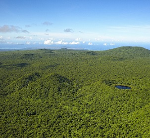 Upland Forest, Savaii Island. Credit - Stuart Chape
