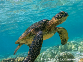 Cooks Islands, green turtle