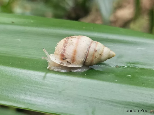 French Polynesia, partulid snail