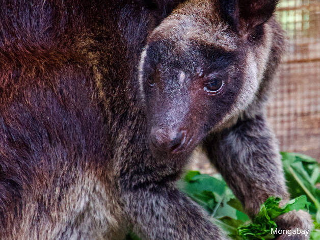 PNG, tree kangaroo