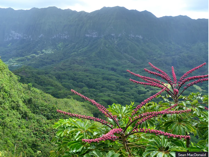 Hawaii, novel ecosystem
