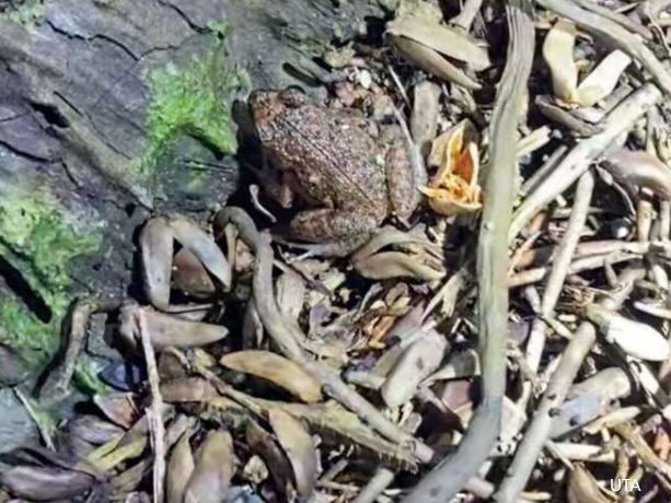 Marshall Islands, invasive frogs