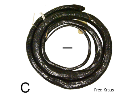 PNG, new species of snake