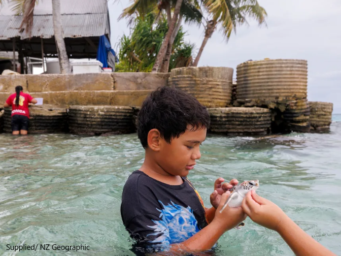 Tokelau, turtles