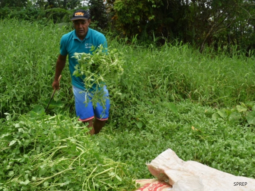 Taveuni, conservation
