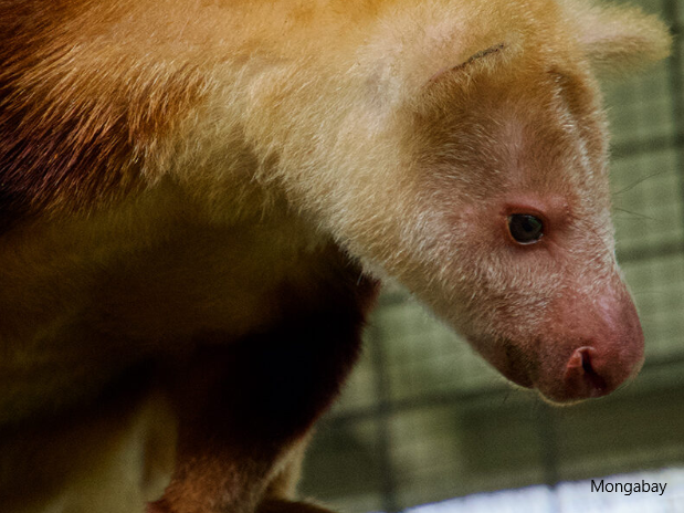 PNG, Torricelli Mountains