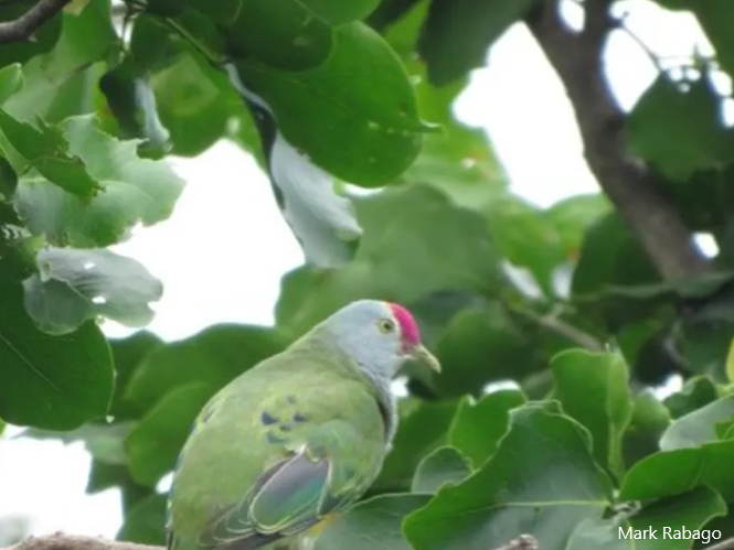 Commonwealth of Northern Mariana Islands, Bird count
