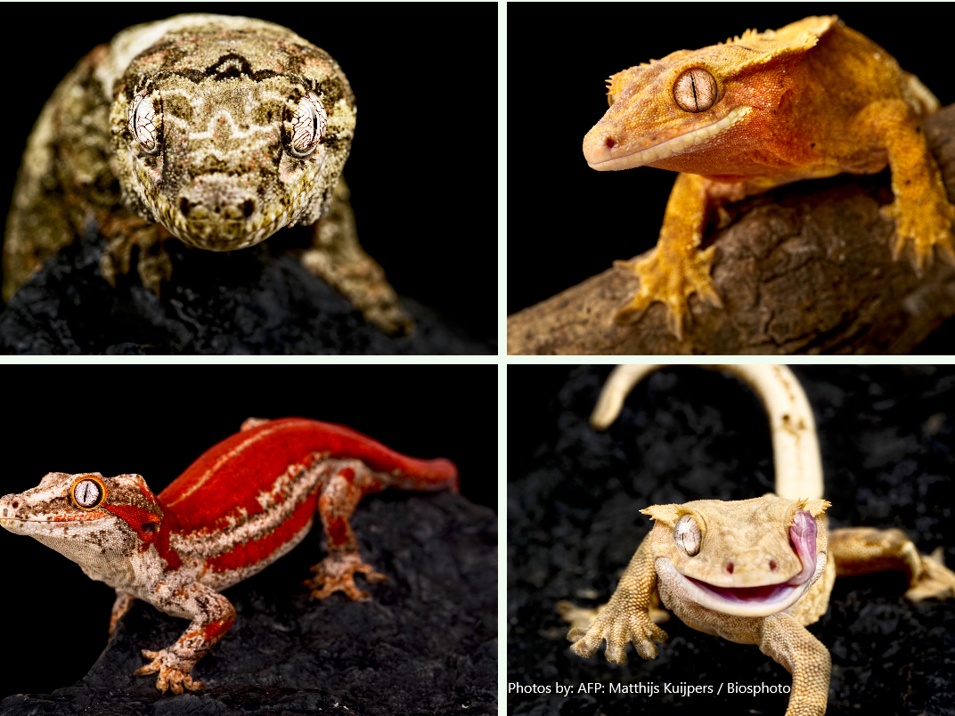 New Caledonia, Gecko, wildlife trafficking