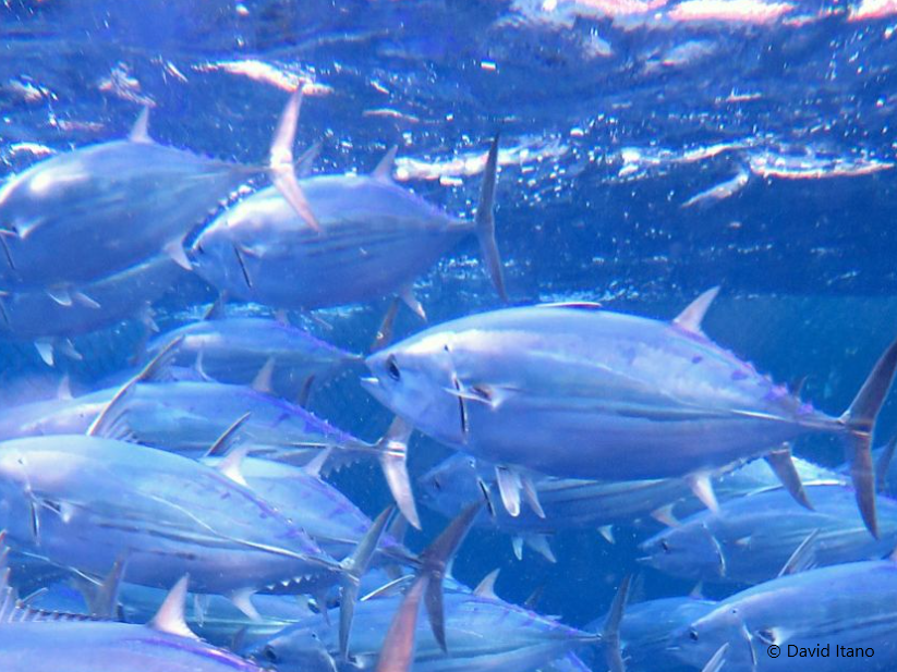 Tuna transparency pledge