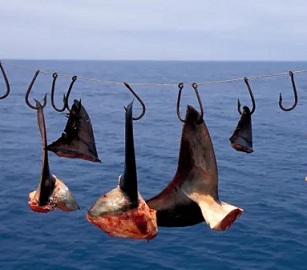 Shark finning is the cruel practice of removing fins from live sharks. Photograph: VW Pics/Universal Images Group/Getty Images