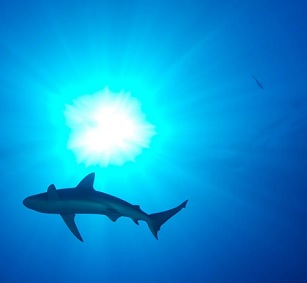 A shark. Credit - US Fish and Wildlife Service
