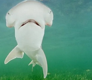 A bonnethead shark, seen off Key Largo, Florida. Photograph: Alamy Stock Photo