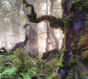 SNAs are 'New Zealand's most important remnants of native habitat - places where rare or threatened plants or animals are still found', Forest and Bird says (file image). Photo: RNZ/Sally Round