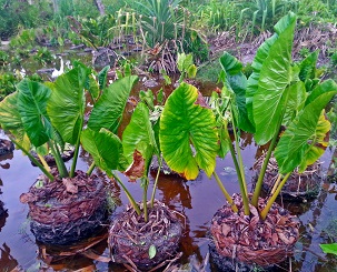 Swamp taro, Abaiang Island. Kiribati. Credit - V. Jungblut, SPREP