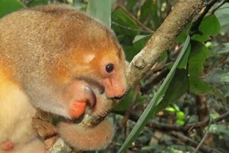 A silky anteater, Cyclopes didactylus - a rare mammal in the Amazon. Credit: Thais Morcatty