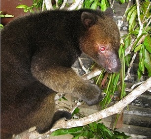 A tree Kangaroo. Credit - Tenkile Conservation Alliance