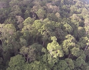 the diverse rainforest in Sabah. Credit: Sol Milne, University of Aberdeen