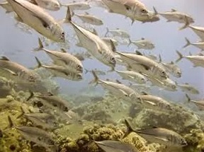    Marianas Trench is the deepest place on Earth. Photo courtesy of NOAA