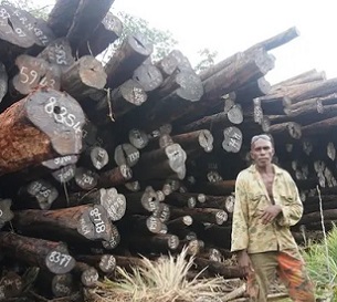Chief Eric Gnokro of Lelegia village in front of a pile of illegally felled Tubi logs at Korona, San Jorge. Source - https://www.solomontimes.com/