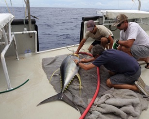 Large Yellowfin Tuna being tagged Photo: SPC