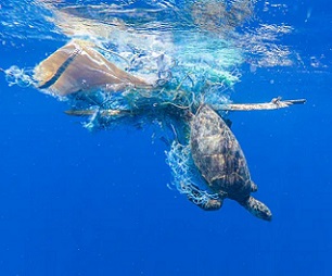 Discarded fishing nets, or ‘ghost nets’ can entangle animals like turtles. Credit - Shutterstock