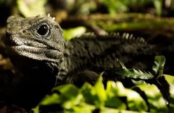Tuatara are uniquely specialised to the temperate climate of New Zealand today Photograph: Claire Thompson/BBC