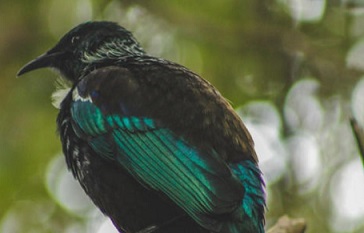 Tui bird in a tree. photo: 123rF
