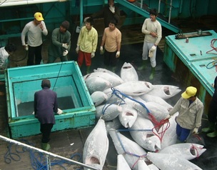 New reports detail threat to Pacific tuna observers, including from COVID-19. Source - https://www.seafoodsource.com/