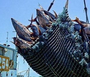 Credit - Forum Fisheries Agency (FFA)