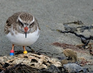 Wearing its leg bands is one of the tūturuatu. credit - Dominion Post