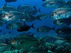 Barred Jacks at Molokini Crater. Photo credit: Whitney Goodell